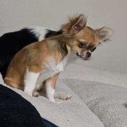 Lexi - Chocolate sabled fawn female Chihuahua puppy in El Paso, Texas from JVJ Chihuahua