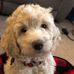 Aussiedoodle All Grown Up from Epic doodle league