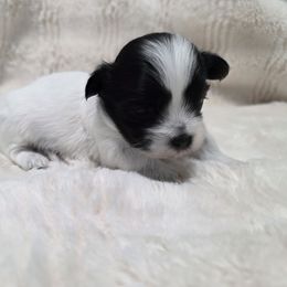 Pumpkin - Black and white female Shichon puppy in Ronda, North Carolina from Willow River