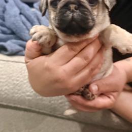 Baby boy 2 - Fawn male Pug puppy in Chula Vista, California from House of Pugs and French BullDogs