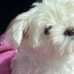 Maltese, Morkies, and Yorkshire Terriers from Mountain Top Hot Tailz