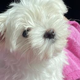 Maltese, Morkies, and Yorkshire Terriers from Mountain Top Hot Tailz