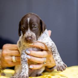 Purple Boy - Liver and white male German Shorthaired Pointer puppy in Bryan, Texas from Ehrenvogel and Bessdach Kennels