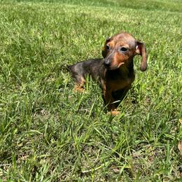 Daisy - Sable female Dachshund puppy in Conroe, Texas from Harper’s Waggin Winnie’s
