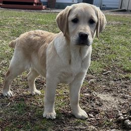 Labrador Retriever Puppies from Sunbrooke Acres