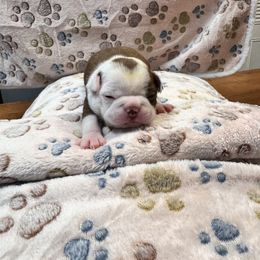 Boston Terrier Puppies from Alanna Boswell