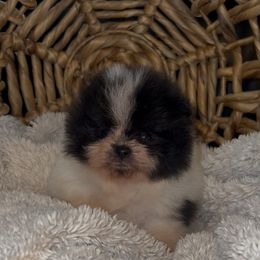 Stu - Black parti male Pomeranian puppy in Wagoner, Oklahoma from Cascade Pomeranians
