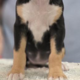 Brynn - Black tan and white female Rat Terrier puppy in Divide, Colorado from Outlaw Farm and Kennel