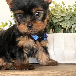 Blue Boy - Black and gold male Yorkshire Terrier puppy in Meridian, Idaho from Doodles of Idaho