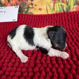 Camry - Black & tan tri-color female Maltipoo puppy in Lawrenceburg, Tennessee from LUV Poodles and Maltipoos