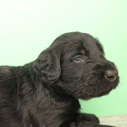 Green Collar - Black male Labradoodle puppy in Apache Junction, Arizona from Loving Doodle