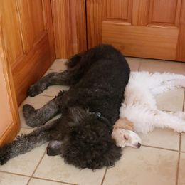 Poodle Puppies from Leah Reeves