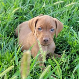 Brown Collar Boy - Golden rust male Vizsla puppy in Springfield, Ohio from Amy's Vizslas