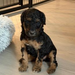 Olive - AKC Limited - Phantom female Poodle puppy in Haines City, Florida from Noelle Poodles
