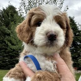 Blue Collar - Red male Bernedoodle puppy in Cody, Wyoming from Yellowstone Breeders