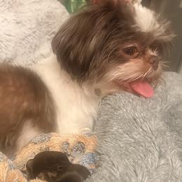 Daisy - Shih Tzu