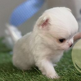 Chihuahua Puppies from Happy Pups