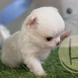 Chihuahua Puppies from Happy Pups