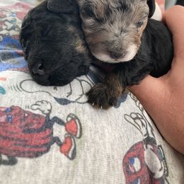 Aussiedoodle Puppies from Olive Tree Mini Aussiedoodles