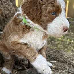 Gift - Red  Goldendoodle puppy in Arlington, Texas from Kel's Tails Poodles & Doodles
