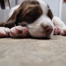 Luke - White and liver male English Springer Spaniel puppy in Davenport, Iowa from Hearthstone Springers