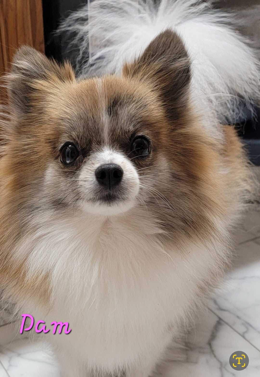 Fizzy - Pomeranian