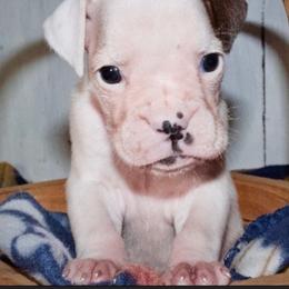 Girl 1 - White female Boxer puppy in Canterbury, Connecticut from Franklin’s Boxers