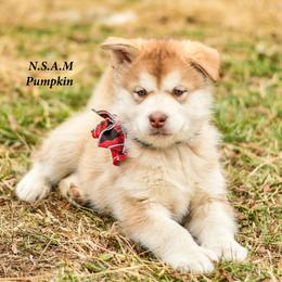 Alaskan Malamute Puppies from North Shore Alaskan Malamutes