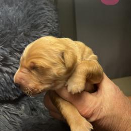 Golden Retriever Puppies from Personalized Dog Training - Windisch Goldens