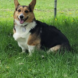 Cora - Pembroke Welsh Corgi