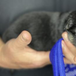 German Shepherd Puppies from Saylor Shepherds