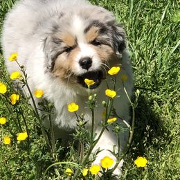 Australian Shepherd and German Shepherd Puppies from Trademark Kennels