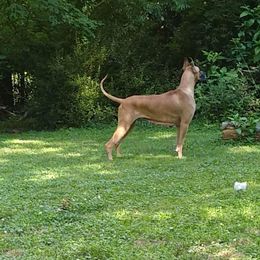 Great Dane All Grown Up from Legado Danes