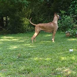 Great Dane All Grown Up from Legado Danes