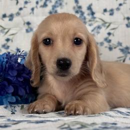 Spiderman - Cream male Dachshund puppy in Dothan, Alabama from Little House Pups