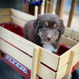 Rye - Red tri-color Australian Shepherd puppy in Polson, Montana from Whiskey River Aussies