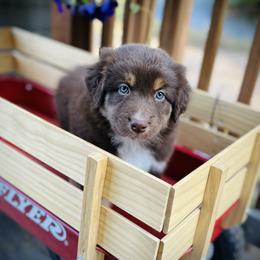 Rye - Red tri-color Australian Shepherd puppy in Polson, Montana from Whiskey River Aussies