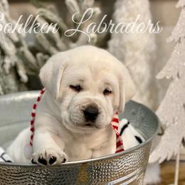 Labrador Retriever Puppies from Bohlken Labradors