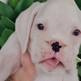 Chuck - Fawn Boxer puppy in Lafayette, Tennessee from Silver Rain