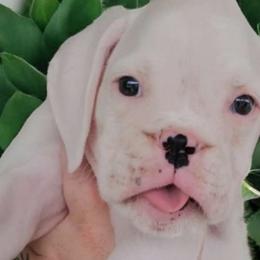 Chuck - Fawn Boxer puppy in Lafayette, Tennessee from Silver Rain