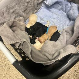 Black Boy 1 - Black male Labrador Retriever puppy in Bend, Oregon from Stirpe Corleone Labradors