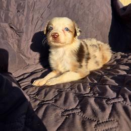 Tatyana - Red merle female Australian Shepherd puppy in Abilene, Texas from S&K Aussies N' Rotties