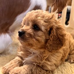 Cavalier King Charles Spaniel and Cavapoo Puppies from PJE Cavs and Poos