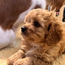 Cavalier King Charles Spaniel and Cavapoo Puppies from PJE Cavs and Poos