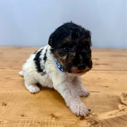 Murphy (Blue) - White and black male Wire Fox Terrier puppy in Knoxville, Tennessee from Wire Hairs of Knoxville
