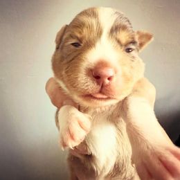 Red Merle female 3 - Red merle female Toy Australian Shepherd puppy in Brooker, Florida from Honey, I Shrunk the Aussies
