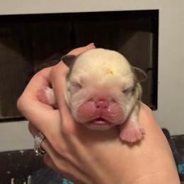 Nugget - Red and white male Bulldog puppy in Aiken, South Carolina from Hayzlett Family English Bulldogs