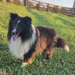 Landon - Shetland Sheepdog