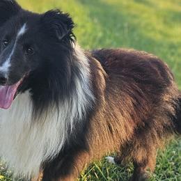 Landon - Shetland Sheepdog