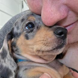 Light blue collar black and tan dapple boy - Dapple male Dachshund puppy in Caldwell, Idaho from Dozendachs